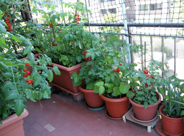 Помидоры на балконе советы и секреты выращивания. Как ухаживать, самоопыляемые сорта.