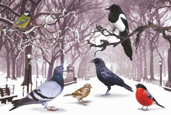 Птицы зимой окружающий мир. Какие птицы остаются зимовать. Как зимующие птицы готовятся к зиме. Кормушки для птиц своими руками из подручных материалов.