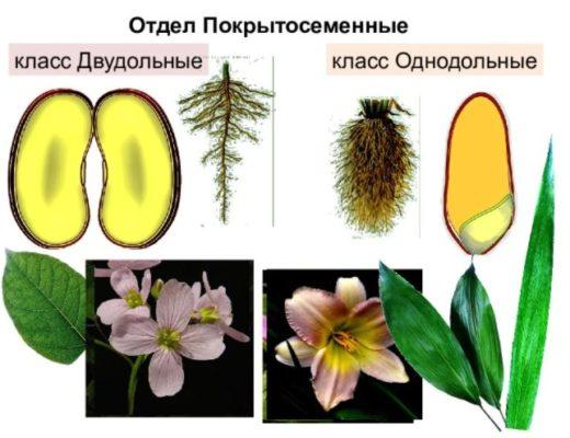 Как определить двудольные и однодольные растения по картинке