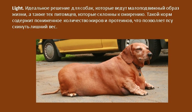 Думай быстрее пес. Как откормить собаку быстро. Собака сильно похудела.