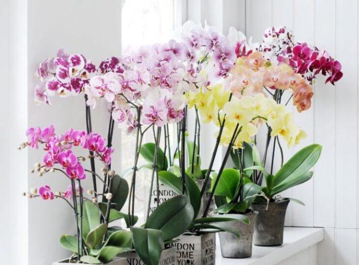 Орхидея отцвела что делать дальше в домашних условиях