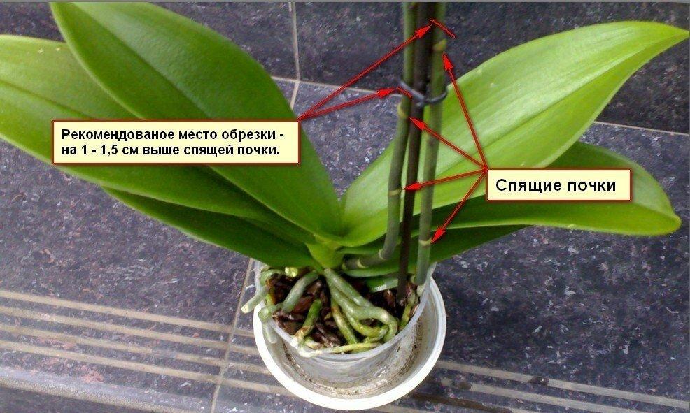 Орхидея уход в домашних условиях после цветения
