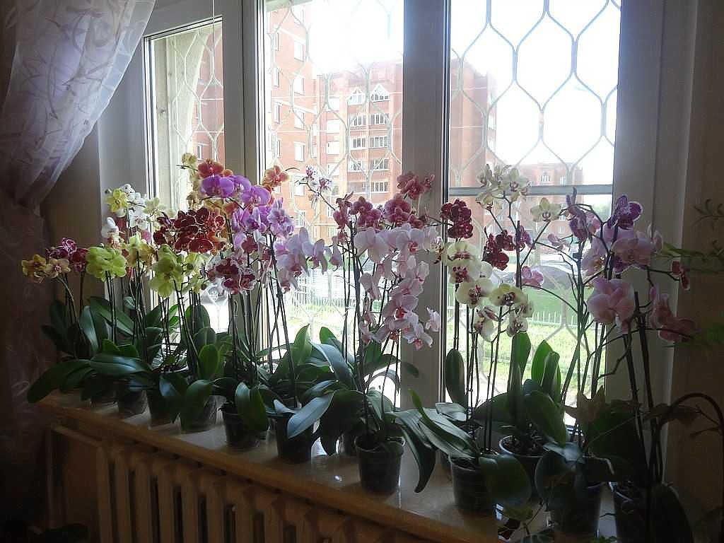 Цветение орхидеи после пересадки
