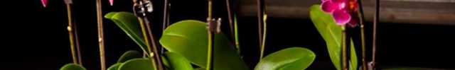 Орхидея фаленопсис уход после покупки в домашних условиях. Как определить здоровье корней и листьев. Как часто поливать фаленопсис.