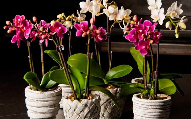 Орхидея фаленопсис уход после покупки в домашних условиях. Как определить здоровье корней и листьев. Как часто поливать фаленопсис.