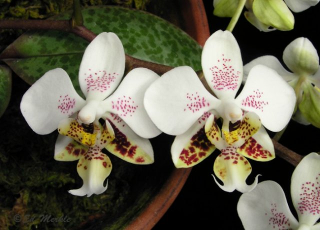 Орхидея фаленопсис Стюарта 