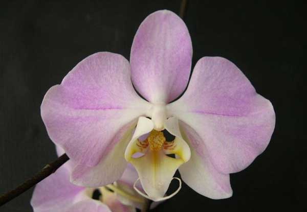 Орхидея фаленопсис Сандера