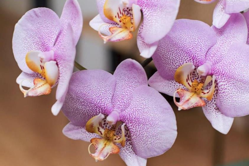 Орхидея фаленопсис Амстердам Джордан 