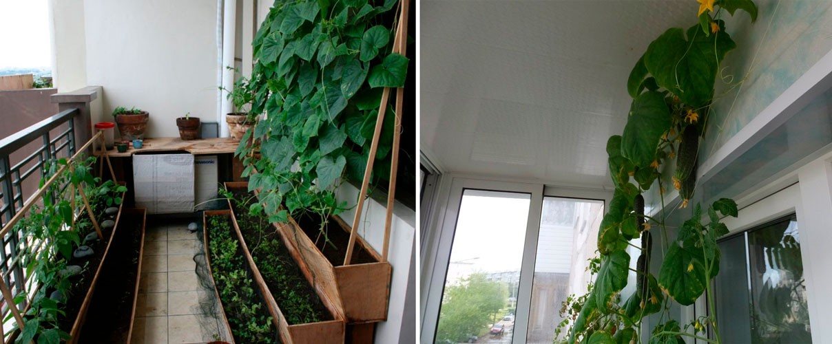 Как вырастить огурцы на балконе для начинающих из семян, из рассады.