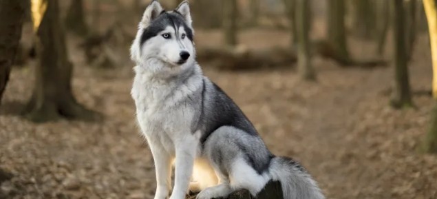Большие породы собак для ребенка сибирский хаски