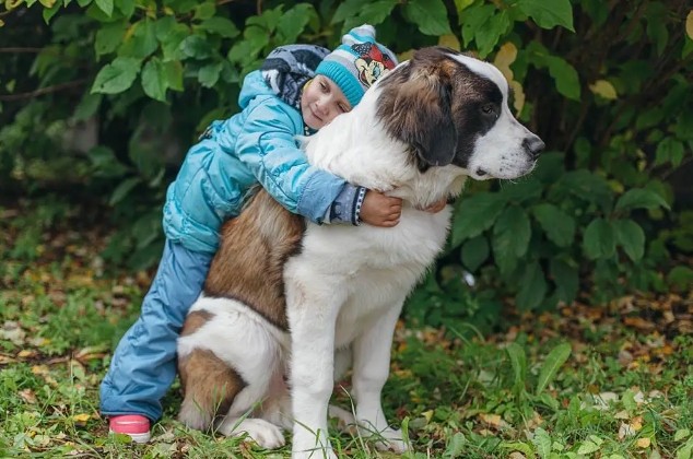 Большие породы собак для ребенка