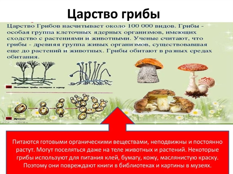Живая и неживая природа: царство грибов